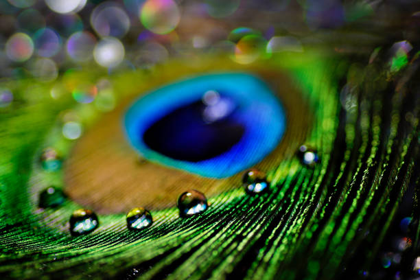 istock Artistic composition of Water drops on colorful peacock feather 696716074