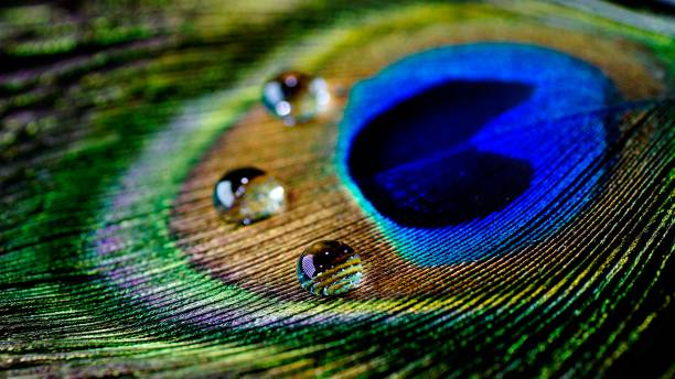 istock Artistic composition of Water drops on colorful peacock feather 696716224
