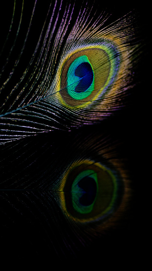 Composition Peacock Feather Black Background Stock Photo - Download Image  Now - Peacock Feather, Black Background, Canada - iStock