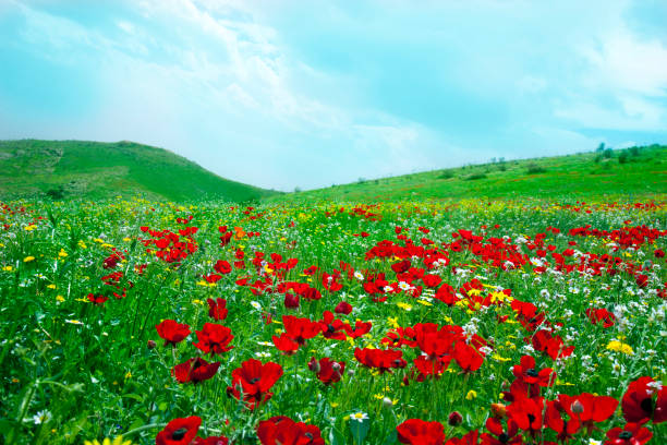 Spring landscape in Israel.