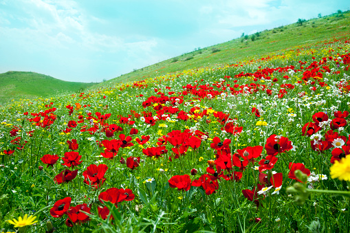 Flowering anemones in the mountains of Israel.