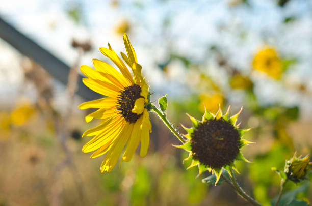 A sunflower soaking up the sun