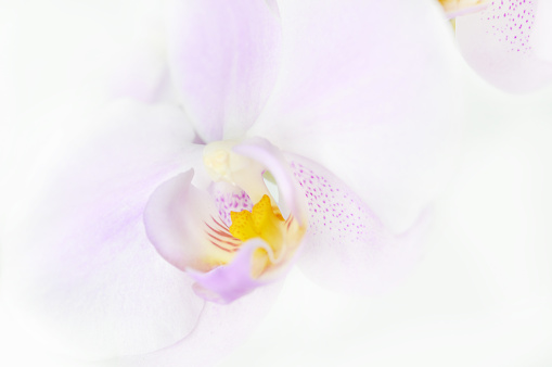 Minimal Orchid Background Stock Photo - Download Image Now - Abstract