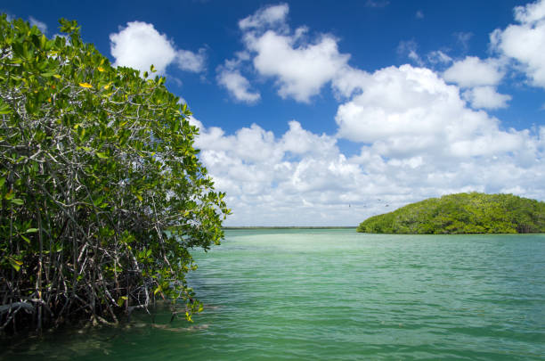istock mangrove trees in sea 696735122