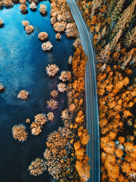 호수를 따라 소나무 숲의 헬리콥터 보기 - aerial view landscape scenics snow 뉴스 사진 이미지