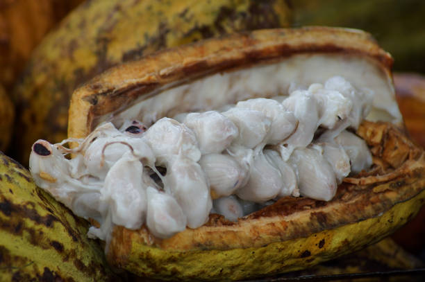 Macro of inside Cocoa pods from Samana, Dominican republic
