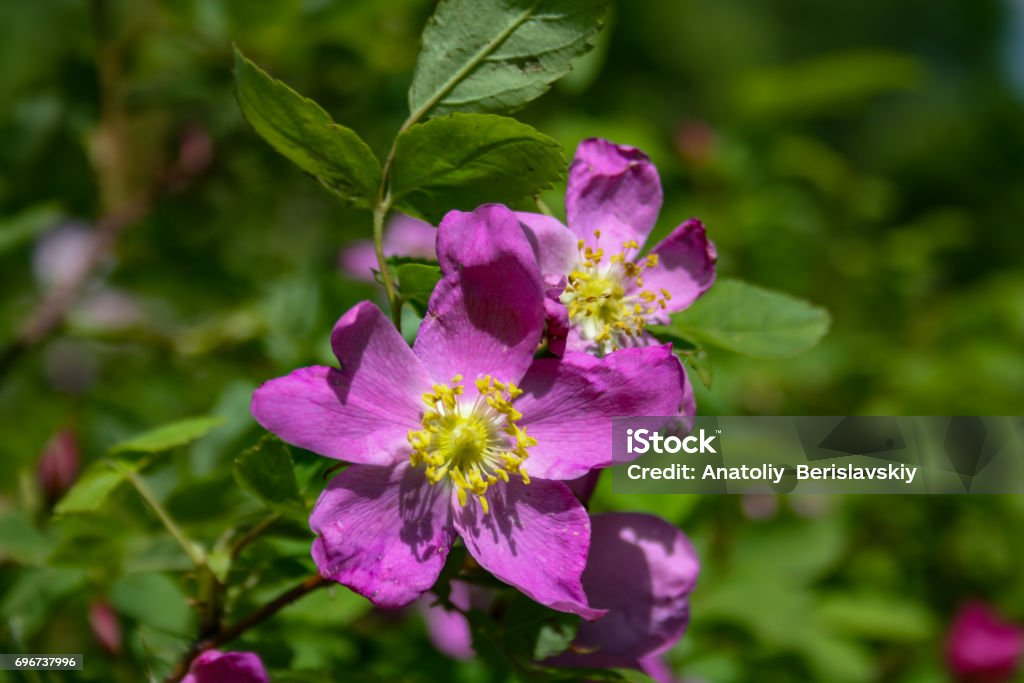 Briar flowers, A bush of a blossoming dog rose Briar flowers, A bush of a blossoming dog rose, Pink flowers of a wild rose, Hipshop Beauty Stock Photo