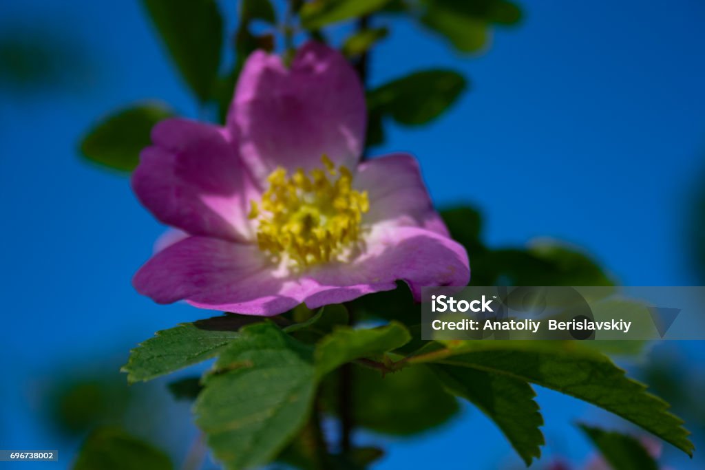 Briar flowers, A bush of a blossoming dog rose Briar flowers, A bush of a blossoming dog rose, Pink flowers of a wild rose, Hipshop Beauty Stock Photo