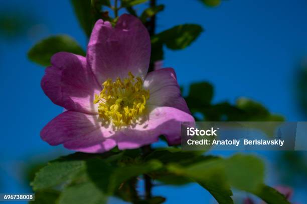 Briar Flowers A Bush Of A Blossoming Dog Rose Stock Photo - Download Image Now - Beauty, Blossom, Botany