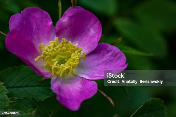 Briar Flowers A Bush Of A Blossoming Dog Rose Stock Photo - Download Image Now - Beauty, Blossom, Botany