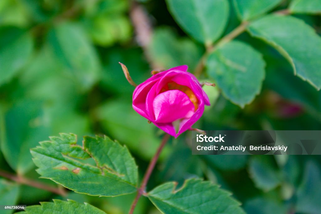 Briar flowers, A bush of a blossoming dog rose Briar flowers, A bush of a blossoming dog rose, Pink flowers of a wild rose, Hipshop Beauty Stock Photo