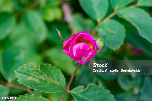 Briar Flowers A Bush Of A Blossoming Dog Rose Stock Photo - Download Image Now - Beauty, Blossom, Botany