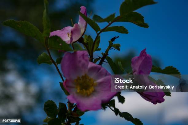 Briar Flowers A Bush Of A Blossoming Dog Rose Stock Photo - Download Image Now - Beauty, Blossom, Botany