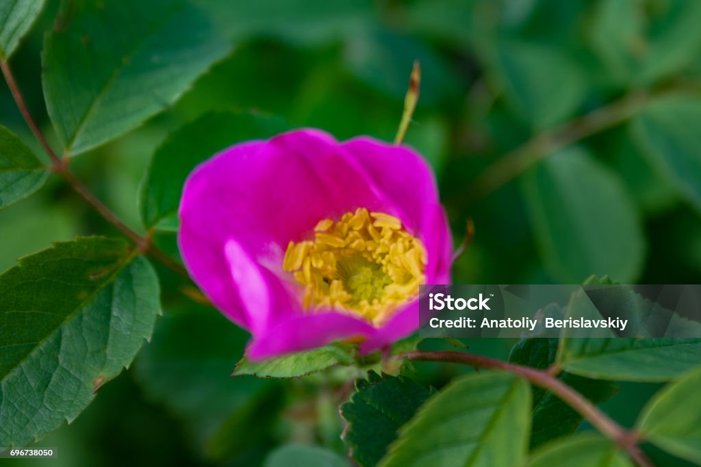 Briar flowers, A bush of a blossoming dog rose Briar flowers, A bush of a blossoming dog rose, Pink flowers of a wild rose, Hipshop Beauty Stock Photo