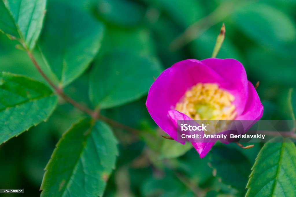 Briar flowers, A bush of a blossoming dog rose Briar flowers, A bush of a blossoming dog rose, Pink flowers of a wild rose, Hipshop Beauty Stock Photo