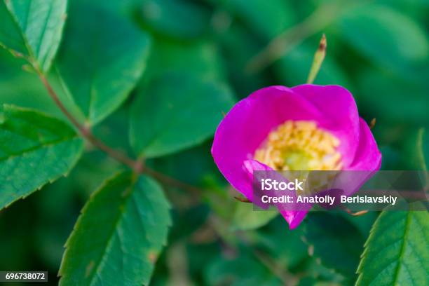 Briar Flowers A Bush Of A Blossoming Dog Rose Stock Photo - Download Image Now - Beauty, Blossom, Botany