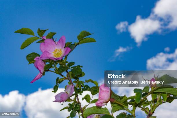 Briar Flowers A Bush Of A Blossoming Dog Rose Stock Photo - Download Image Now - Beauty, Blossom, Botany