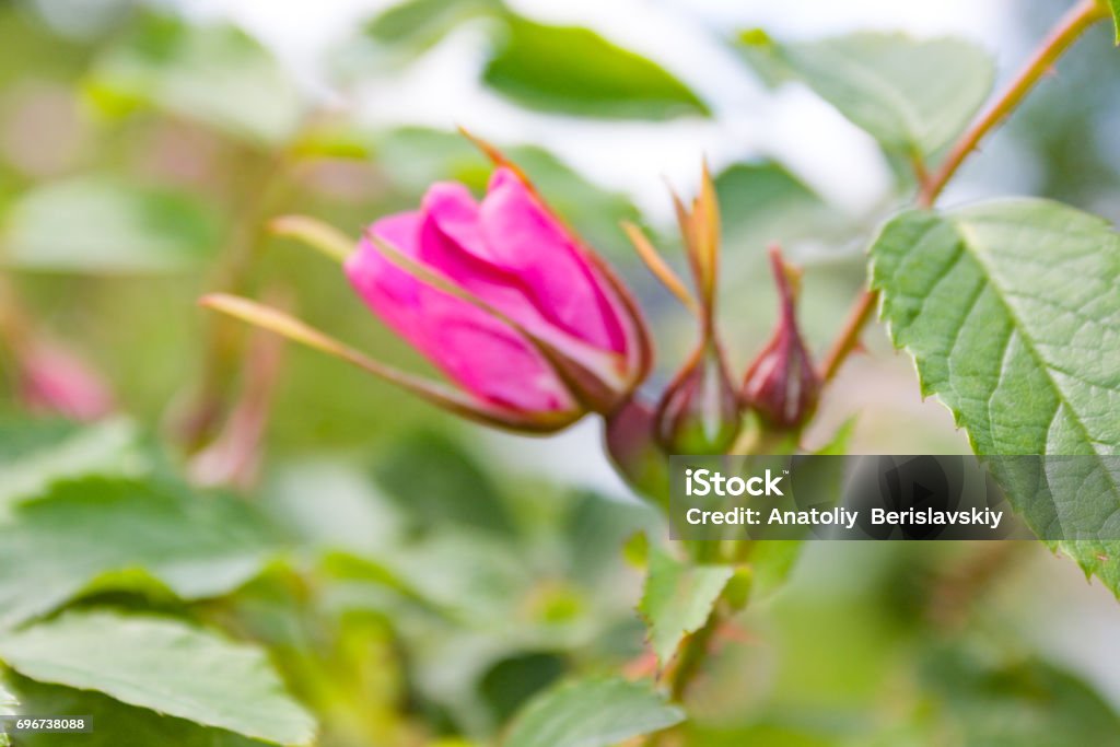 Briar flowers, A bush of a blossoming dog rose Briar flowers, A bush of a blossoming dog rose, Pink flowers of a wild rose, Hipshop Beauty Stock Photo