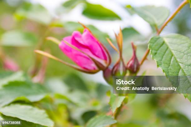 Briar Flowers A Bush Of A Blossoming Dog Rose Stock Photo - Download Image Now - Beauty, Blossom, Botany