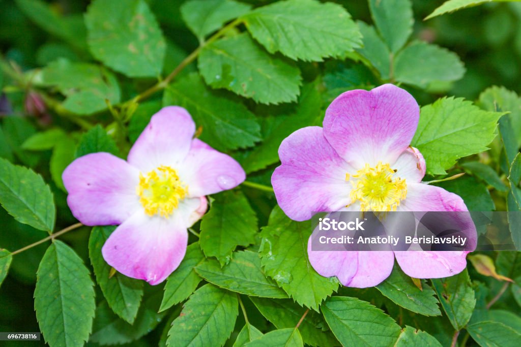 Briar flowers, A bush of a blossoming dog rose Briar flowers, A bush of a blossoming dog rose, Pink flowers of a wild rose, Hipshop Beauty Stock Photo