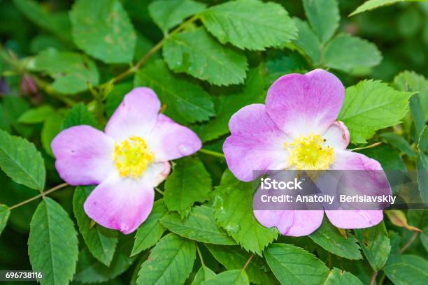 Briar Flowers A Bush Of A Blossoming Dog Rose Stock Photo - Download Image Now - Beauty, Blossom, Botany