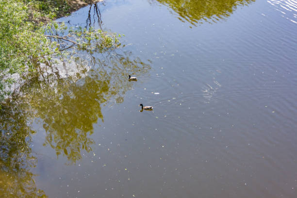 istock Wild ducks swim in the river 696741180