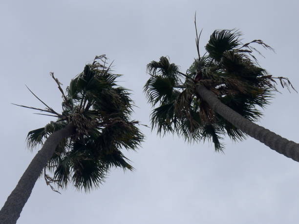 istock Los Angeles palm trees 696741208