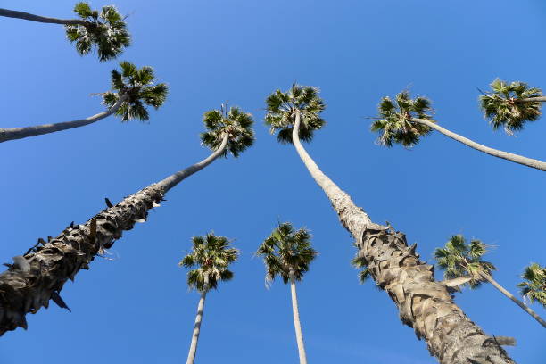 istock Los Angeles palm trees 696741612