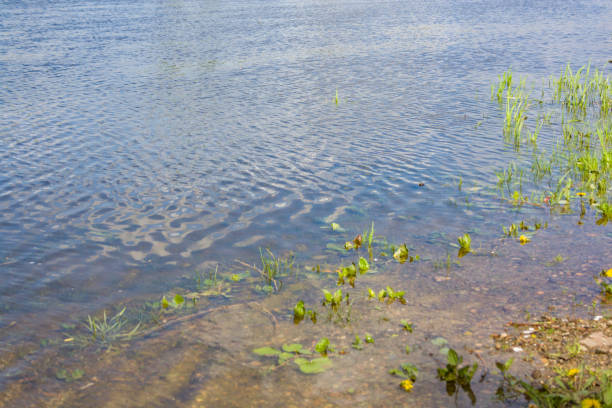 istock nature purity grass on the river bank 696745048