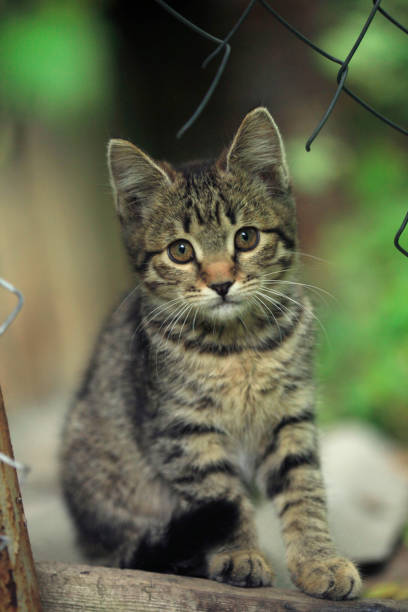 istock portrait of grey striped cat 696746784