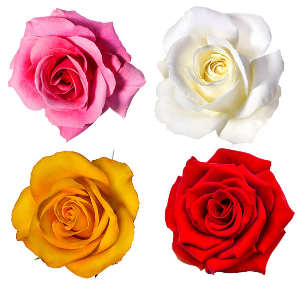 istock Collection of roses isolated on the white 696749116