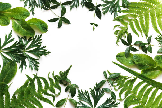 istock Green leaves on white background. Top view with copy space. Floral pattern. 696750288