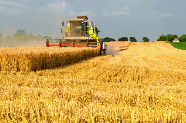 istock Harvester combine harvesting wheat in summer 696752536