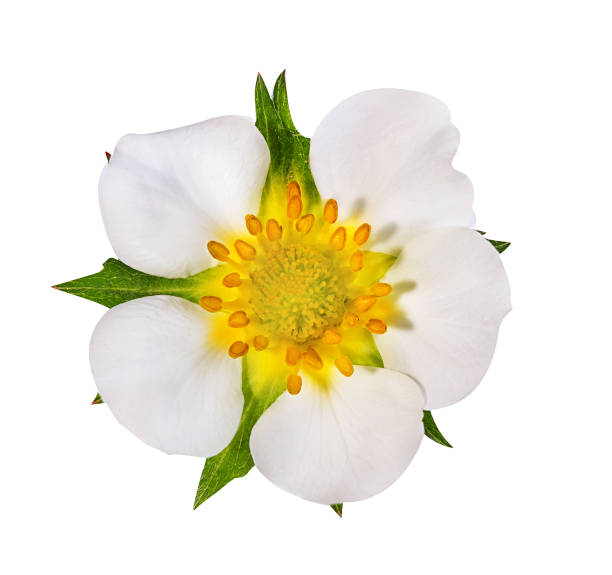 istock strawberry flower isolated on white 696753630
