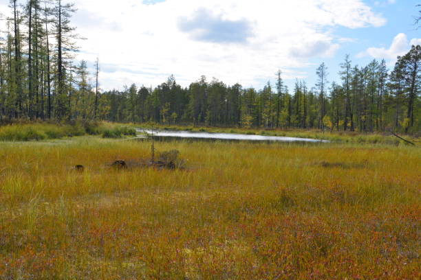istock The nature of Yamal. 696756412