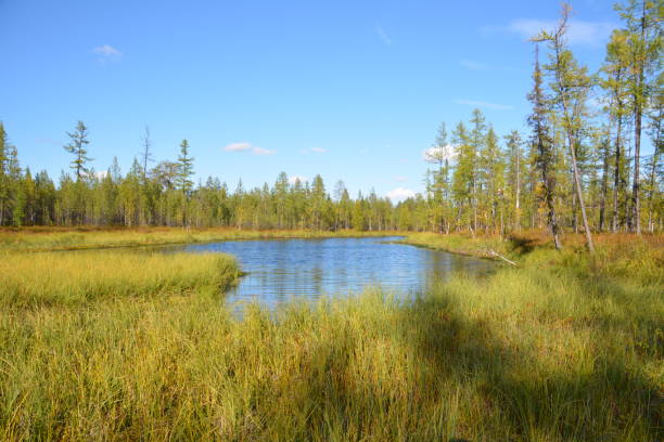 istock The nature of Yamal. 696756420