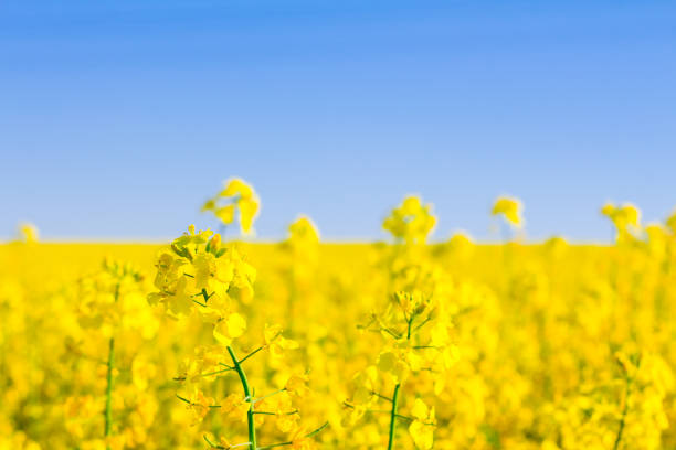 istock Yellow oilseed rape field with pylon in the background 696759014