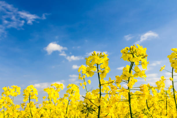 istock Yellow oilseed rape field with pylon in the background 696759276