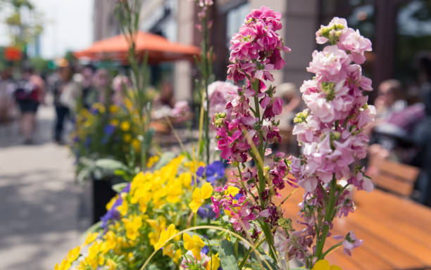 istock Beautiful flowers in the Chicago downtown park 696763002