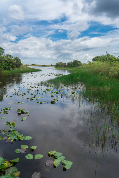 istock Florida Everglades USA 696763502