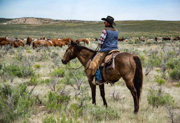 istock Cowboy wrangler watching over horse herd as they rest and graze 696764224