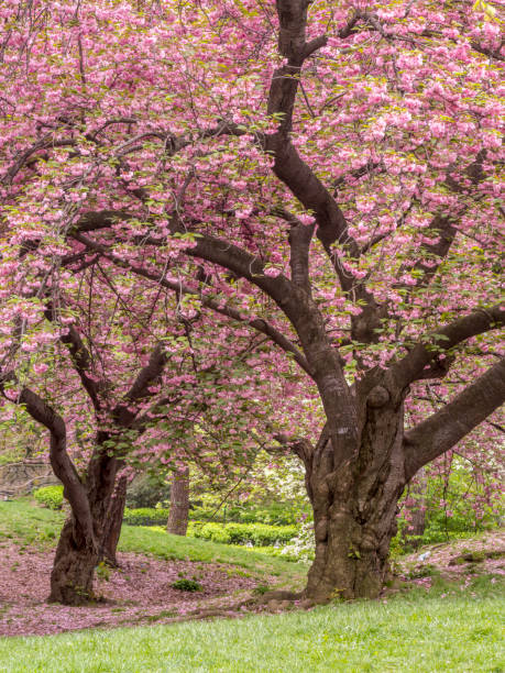 istock Central Park, New York City spring 696767934