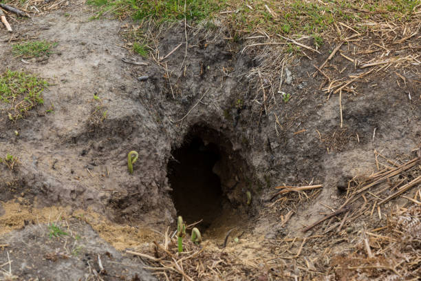 A Rabbit Hole A photograph of a rabbit hole. burrow stock pictures, royalty-free photos & images