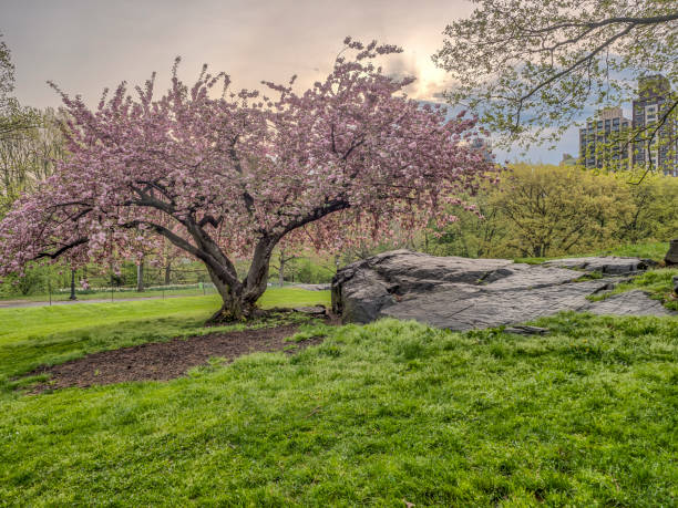 istock Central Park, New York City spring 696773512