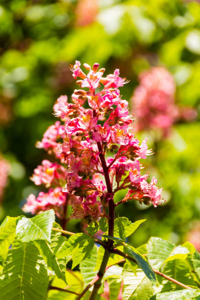 istock Red horse-chestnut in full bloom 696773886
