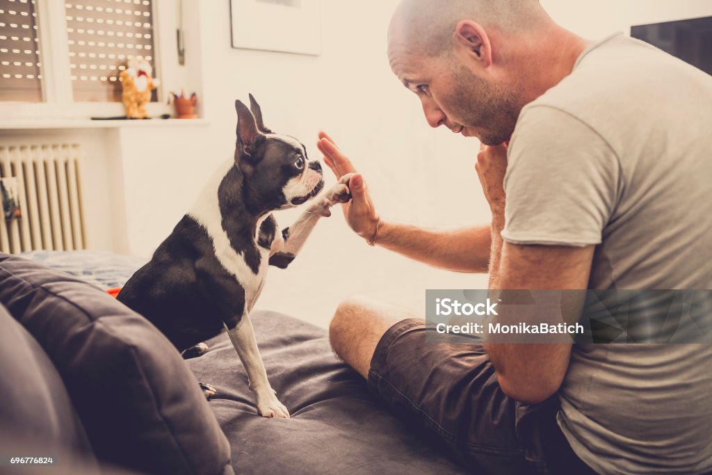 High five Young man and his dog giving high five to one another Dog Stock Photo