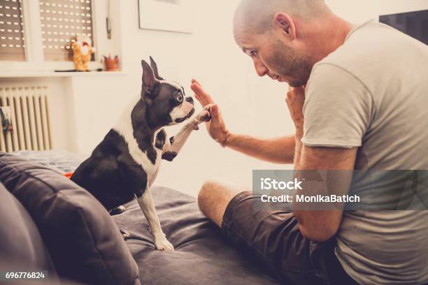 High Five Stock Photo - Download Image Now - Dog, High-Five, Indoors