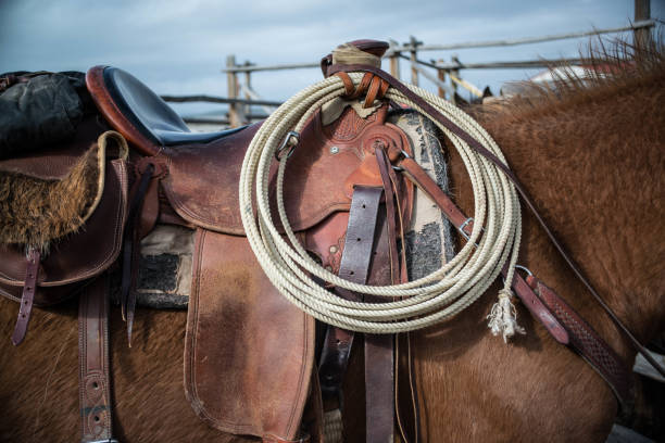 cavalo cor de canela, sentada e pronto para montar - leather harness - fotografias e filmes do acervo