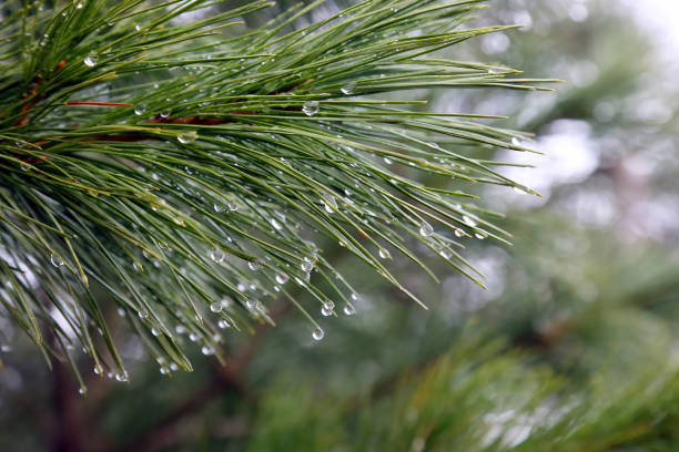 istock water drops on the branch of a tree after rain 696776856
