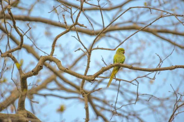 Indian Ringneck Parakeet An Indian Ringneck Parakeet rests on one of the tree branch, Richmond Park, London. richmond park stock pictures, royalty-free photos & images